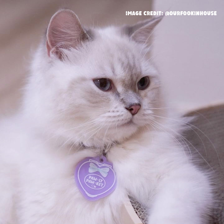 Paw-ly Paw-ket Pet Collar Charm